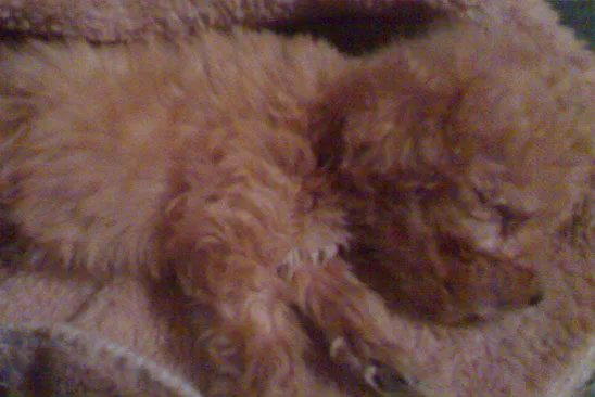 Piko.ge about photo
