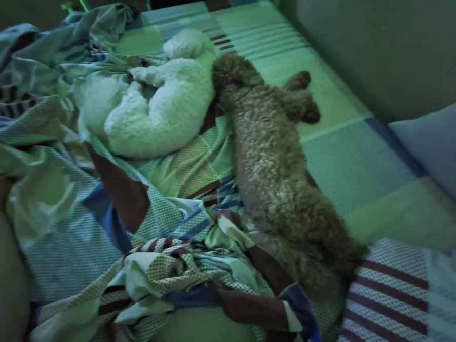 Dog resting calmly at home during Piko Care dog sitting