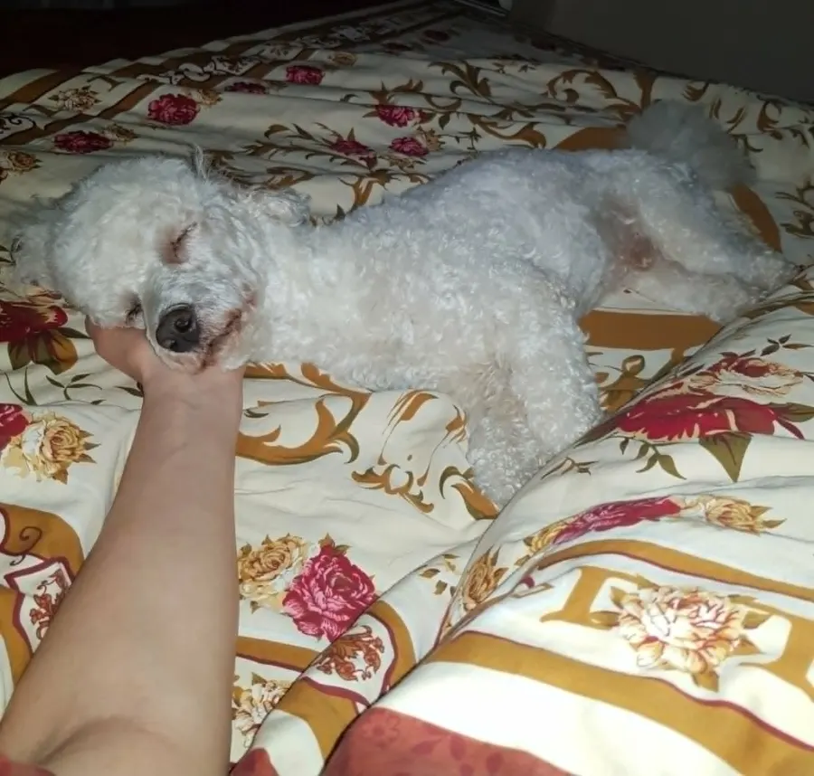 Two dogs relaxing together in a home environment