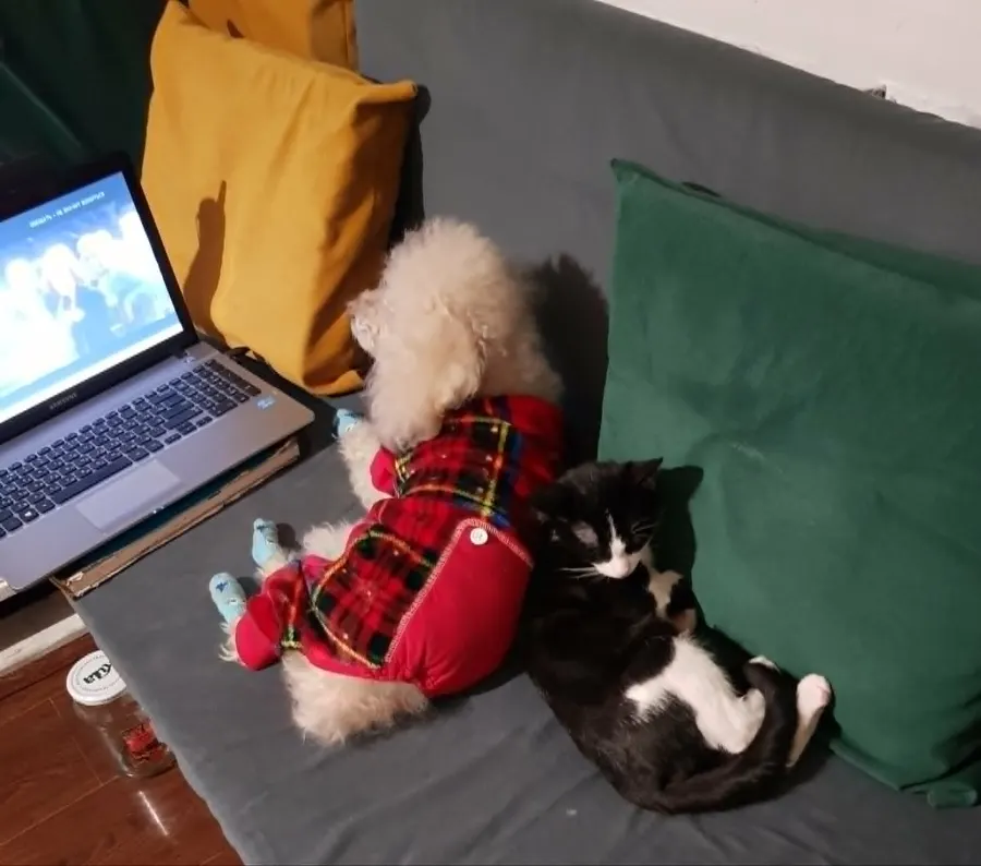 White dog resting on a bed in a calm room