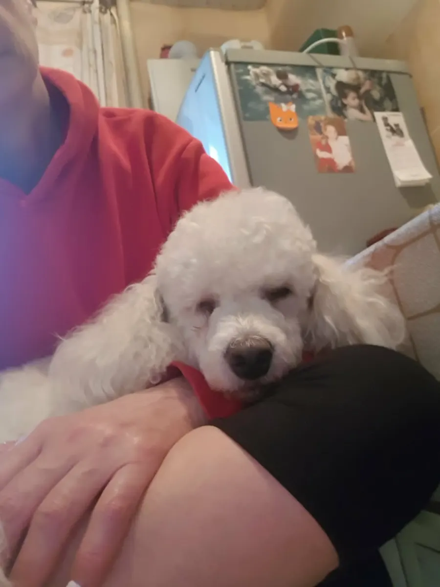 Dog near the window during daily home care