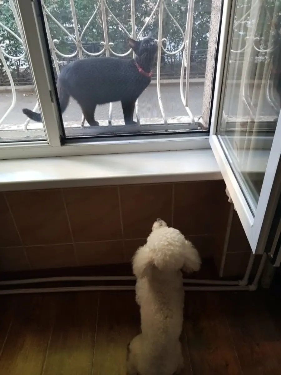 Black dog looking curiously from the balcony