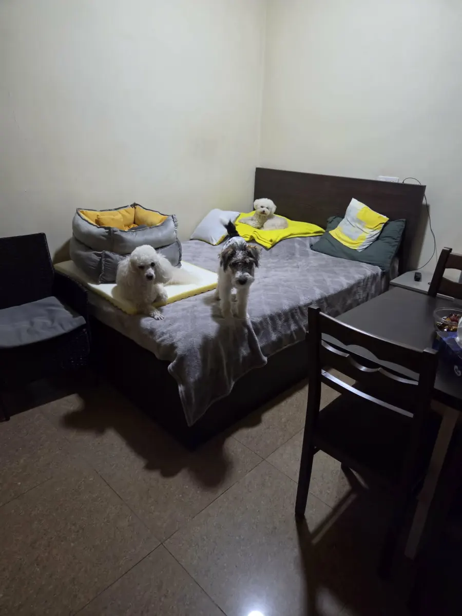 Small dog relaxing in a warm home setting