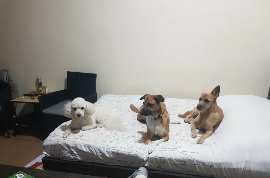 Dog resting on a bed after a calm day