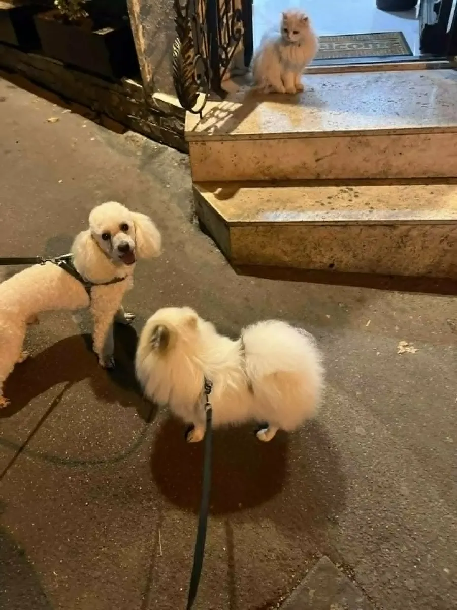 Собака спокойно отдыхает дома
