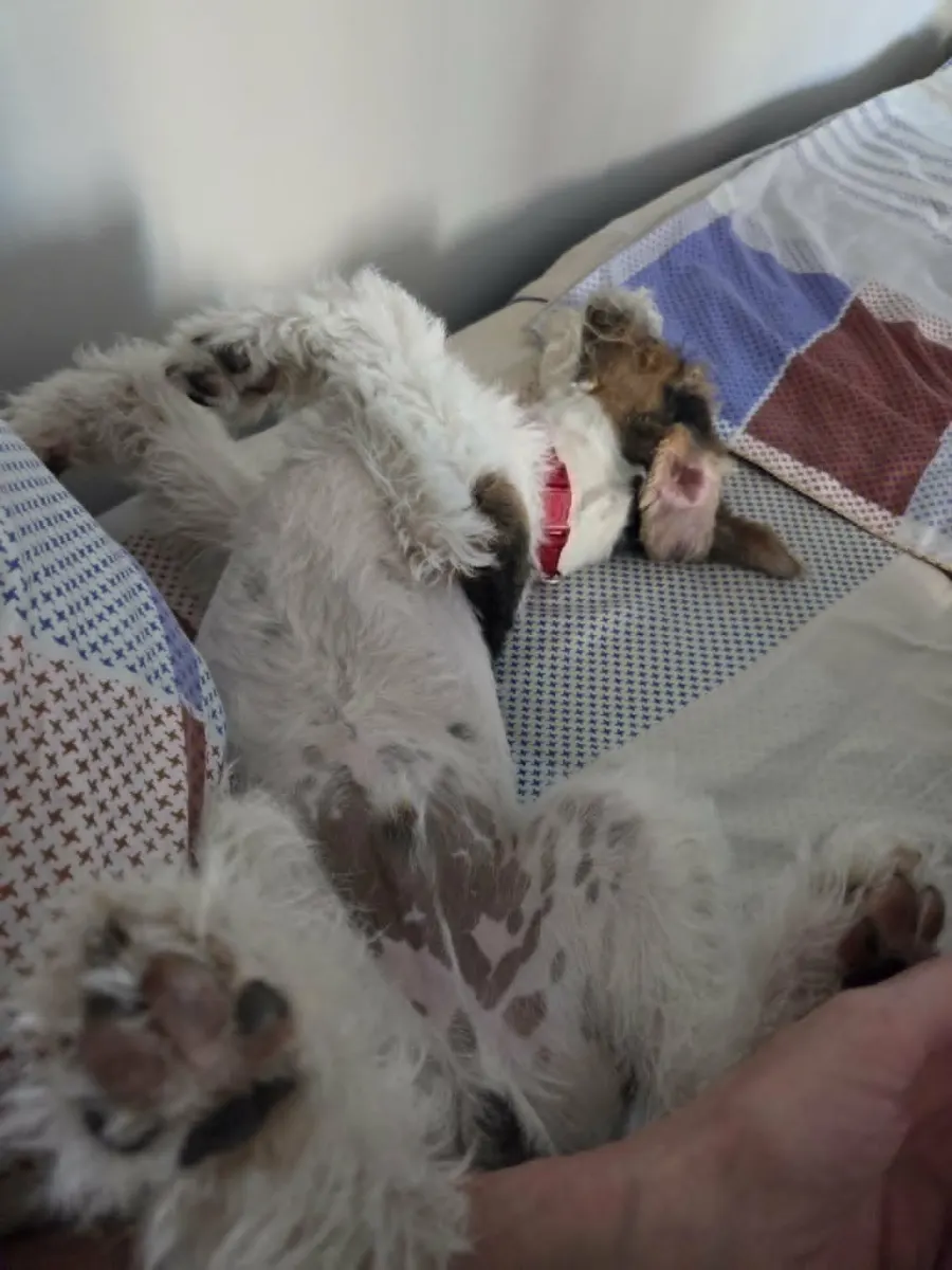 White dog sleeping in a soft home environment