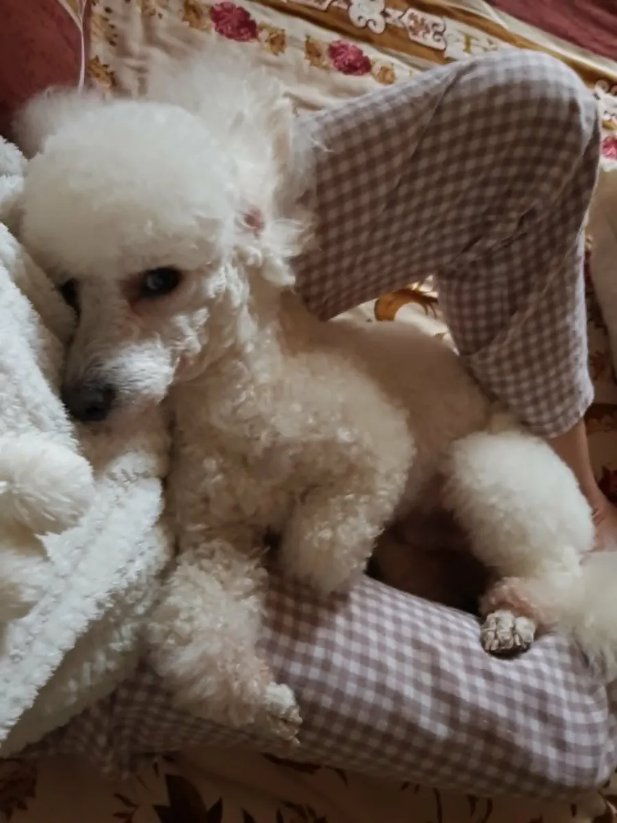 Dog enjoying a peaceful daily routine at home