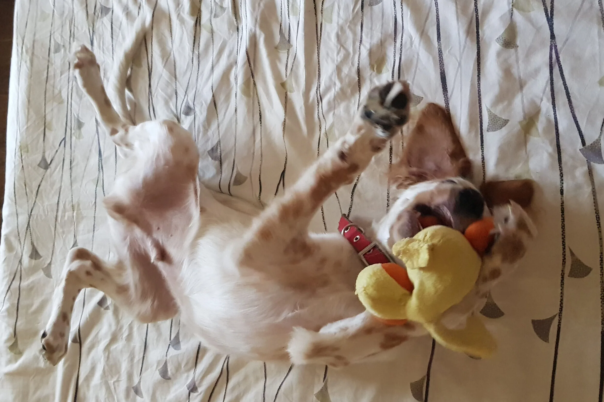 Dante - Piko Care guest