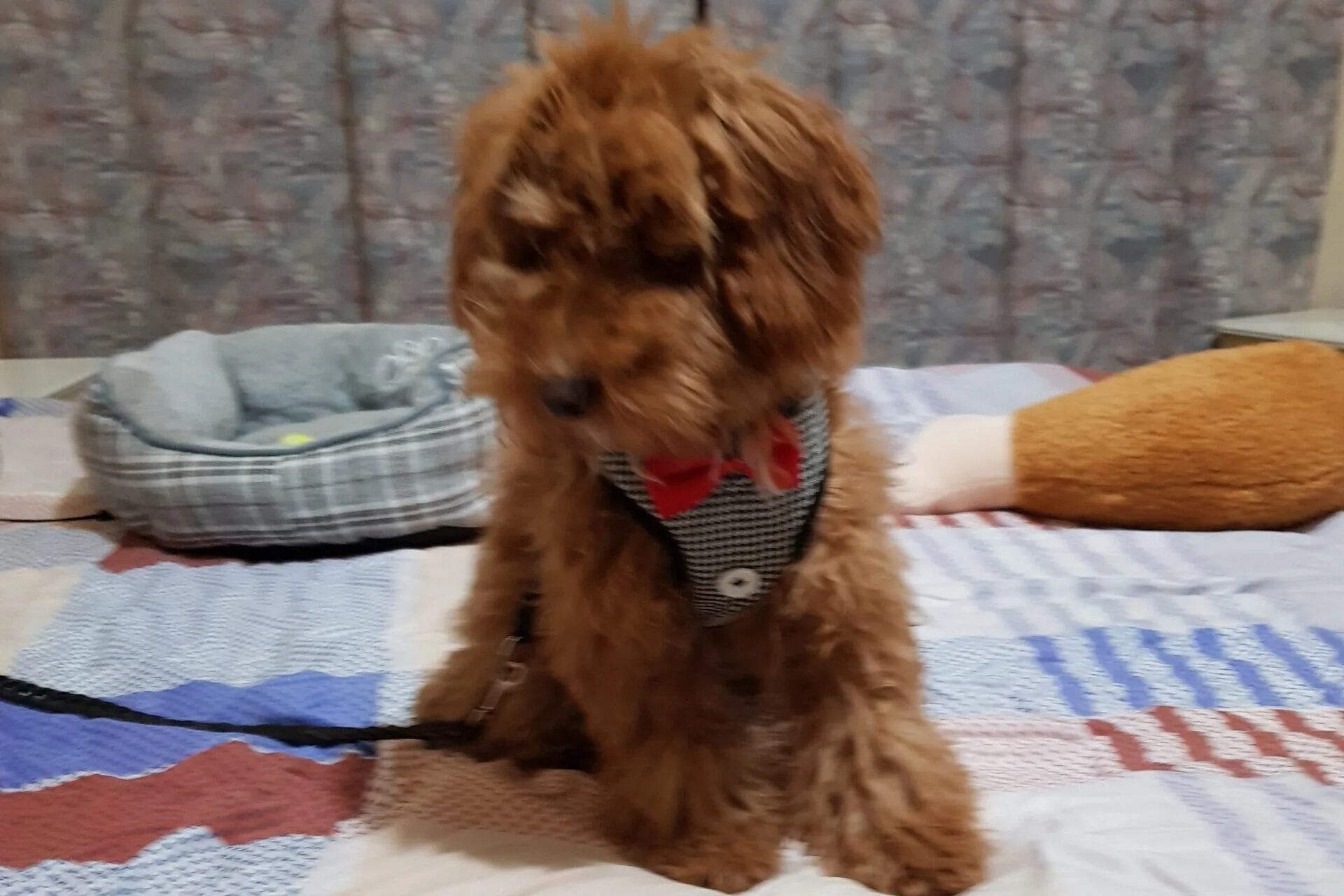 Vini - Piko Care guest